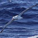 Albatros hurleur