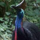 Casoar à casque