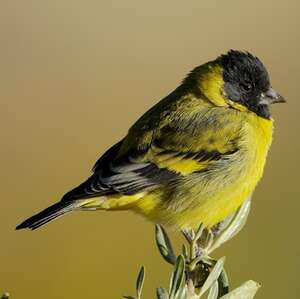 Chardonneret de Magellan