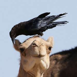 Corbeau brun