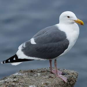 Goéland d'Audubon