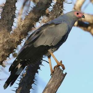 Gymnogène de Madagascar