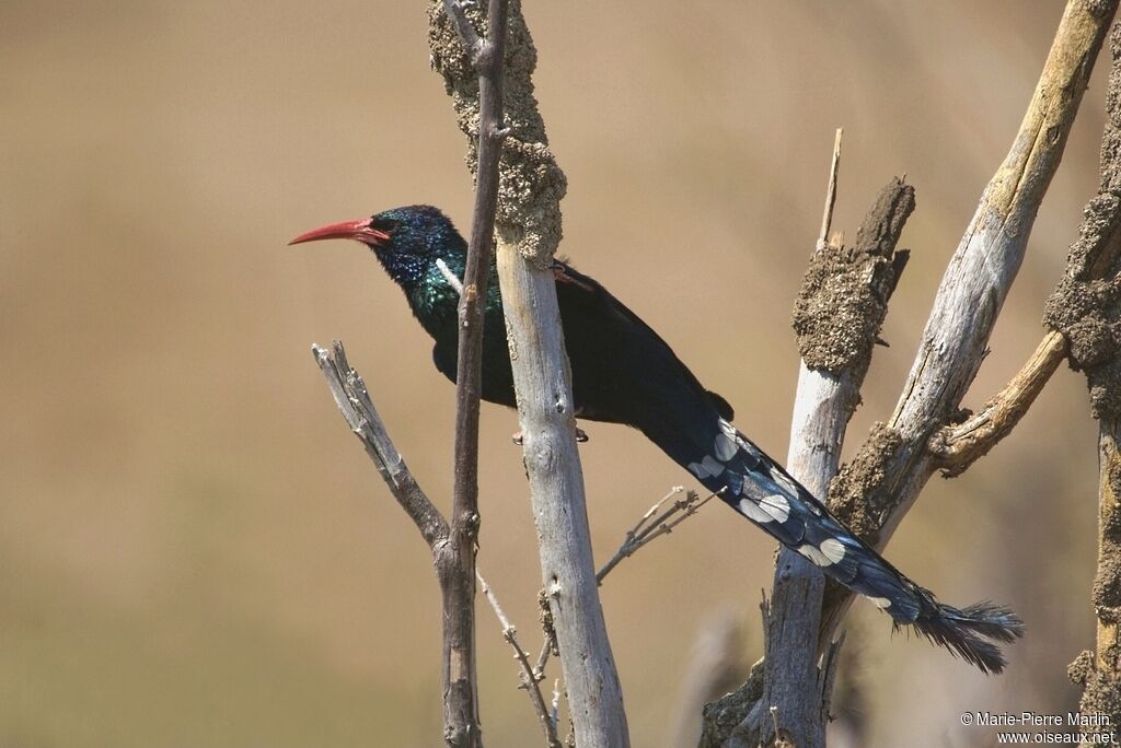 Irrisor moqueuradulte