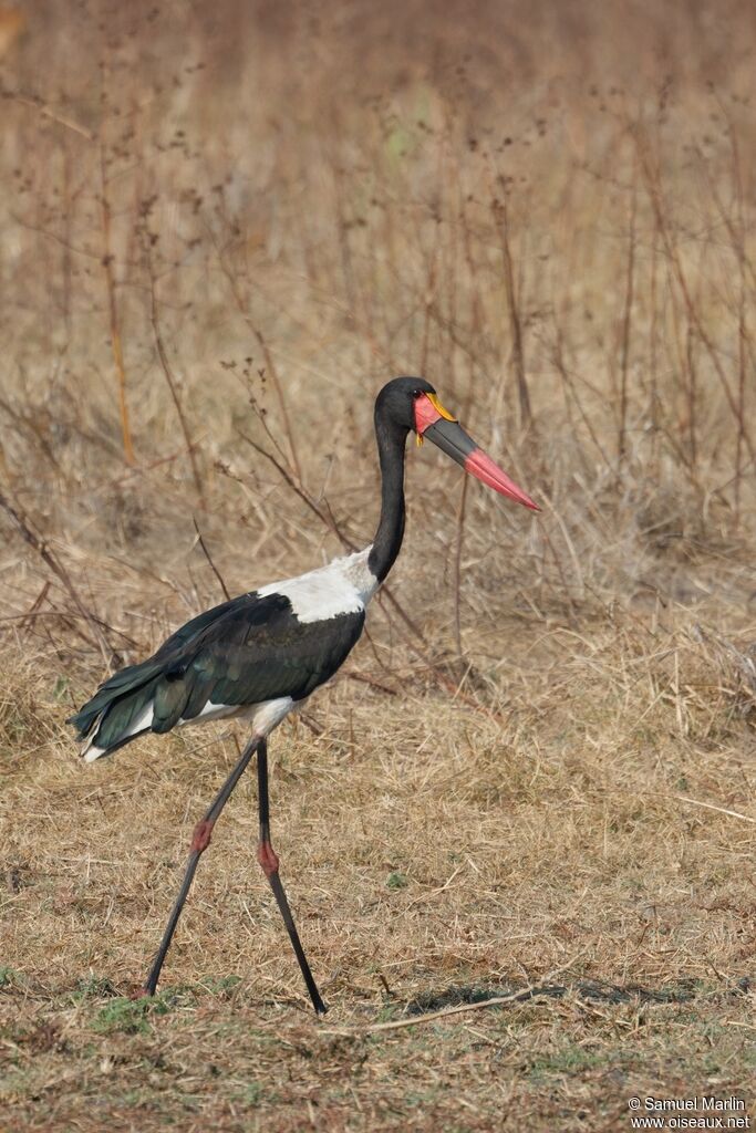 Jabiru d'Afrique mâle adulte