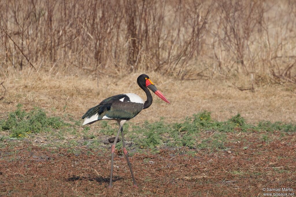 Jabiru d'Afrique