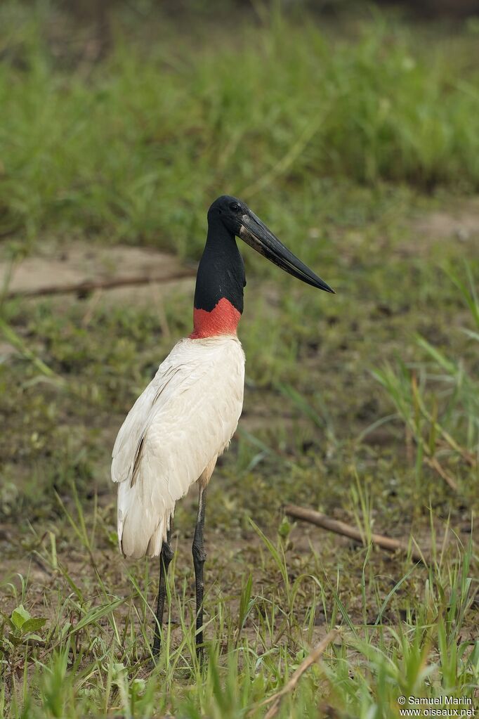 Jabiru d'Amériqueadulte