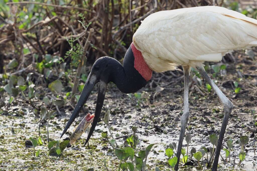 Jabiru d'Amériqueadulte, régime, mange