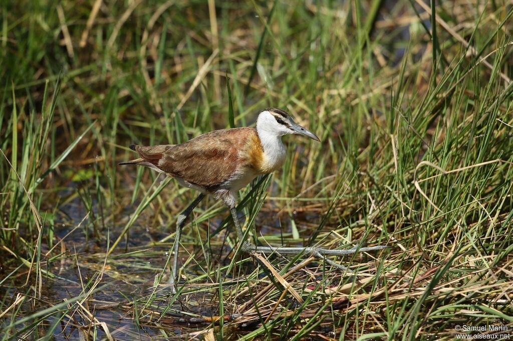 Jacana à poitrine doréejuvénile