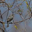 Lophospingue gris