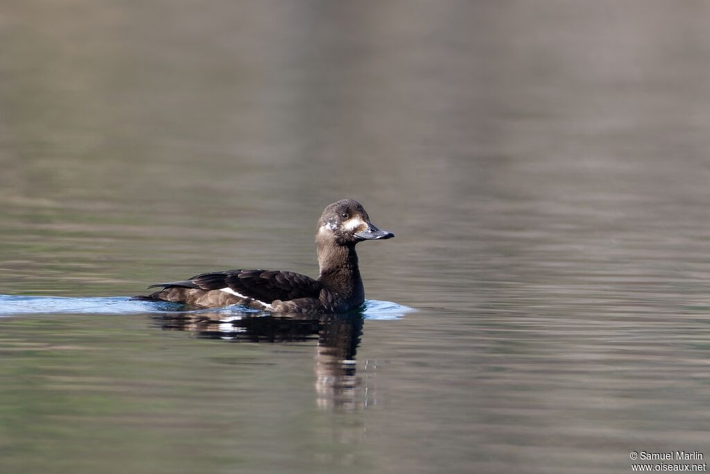 Macreuse brune femelle adulte