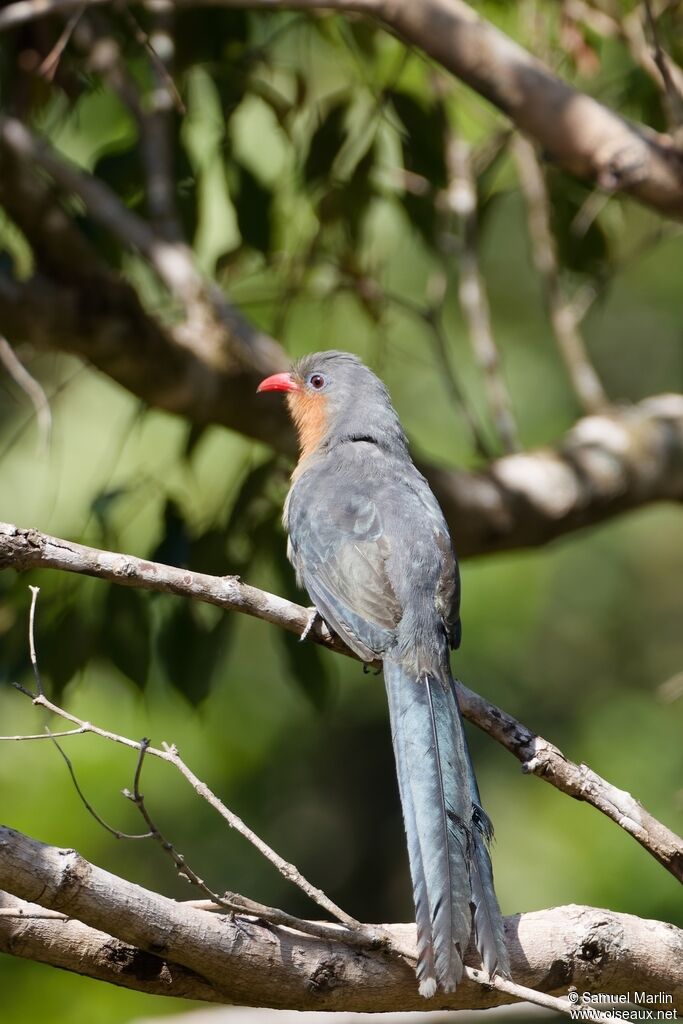 Malcoha javanaisadulte
