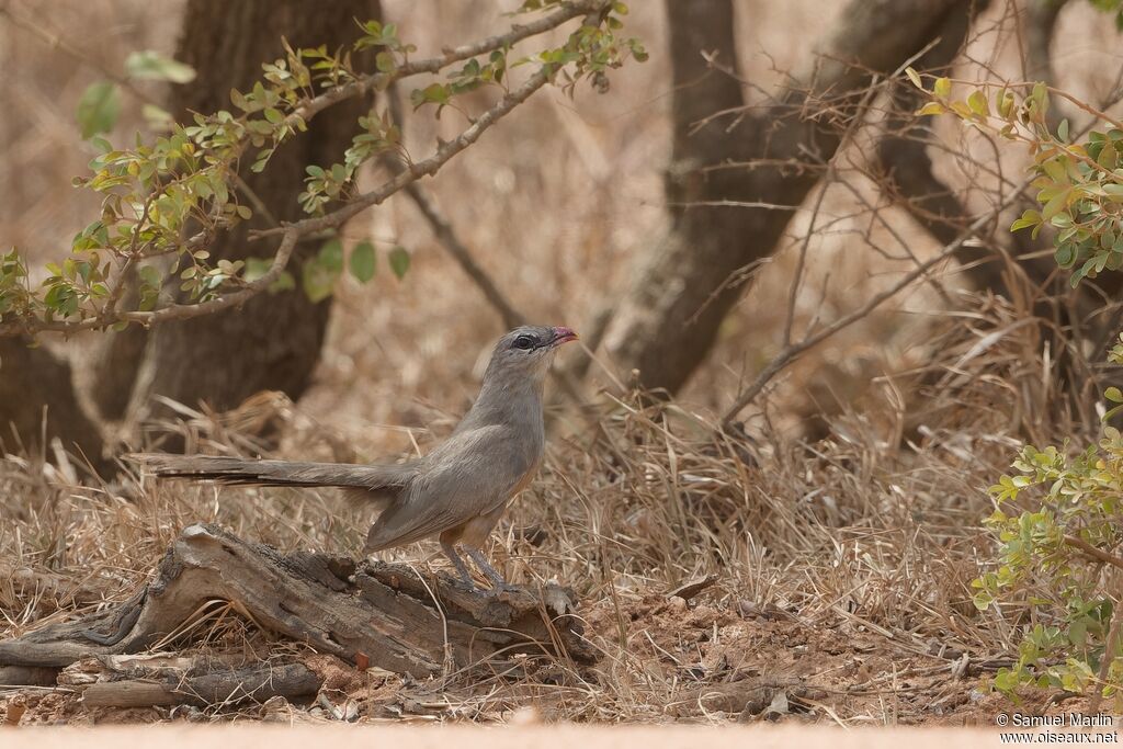 Sirkeer Malkoha