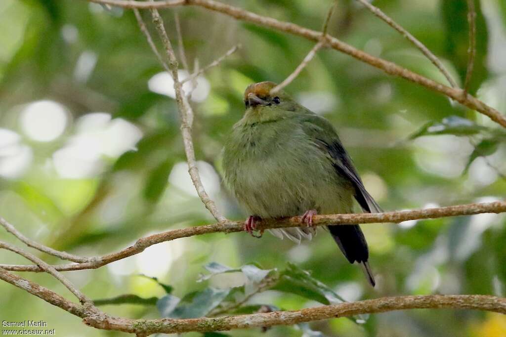 Manakin à longue queue femelle adulte, identification