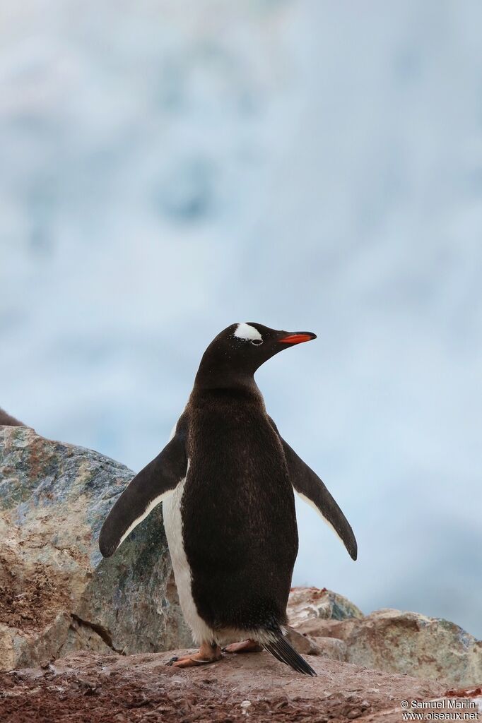 Gentoo Penguinadult
