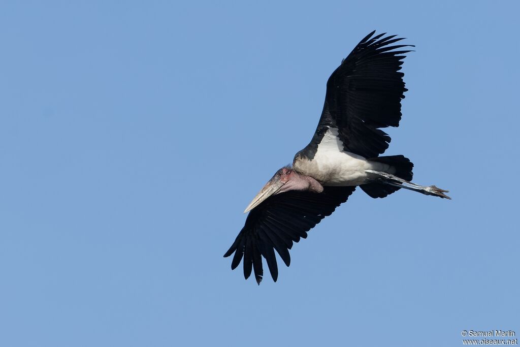 Marabout d'Afriqueadulte