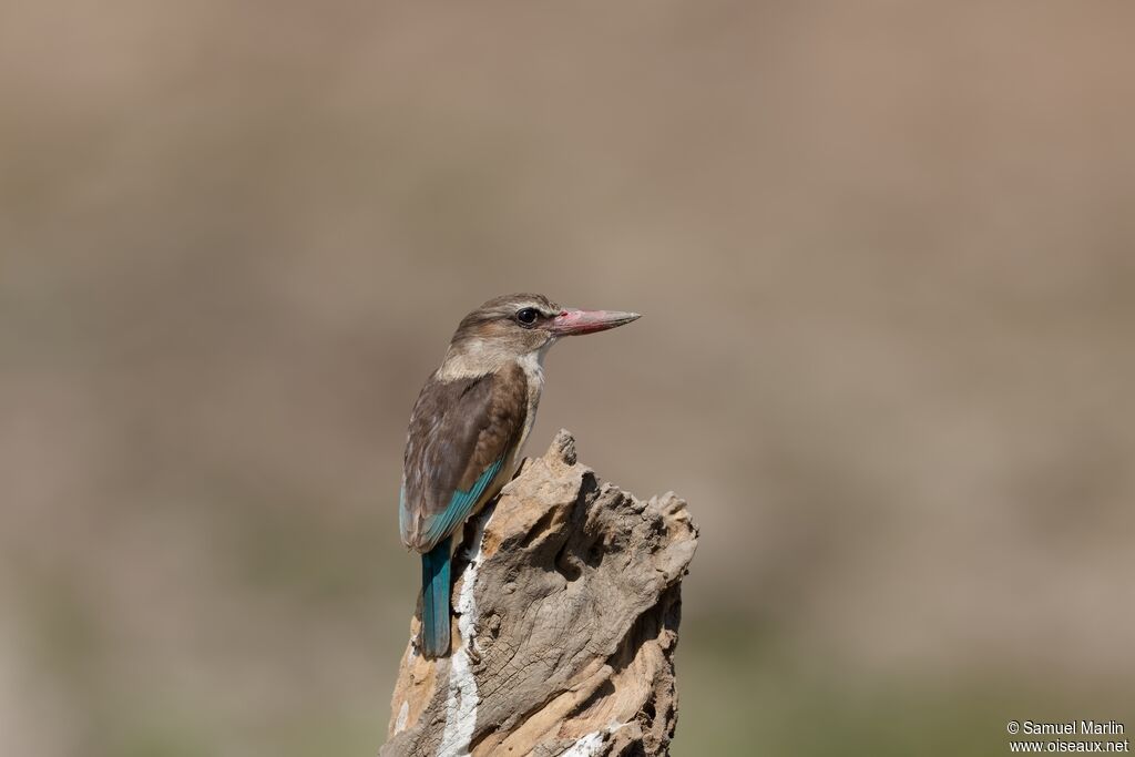 Martin-chasseur à tête brune
