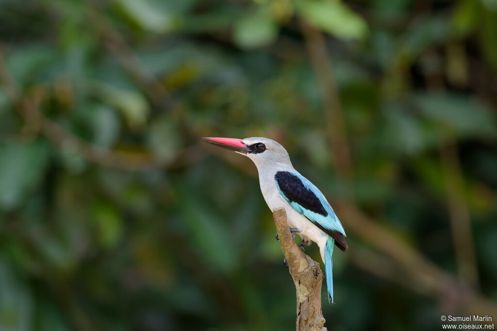 Martin-chasseur du Sénégaladulte