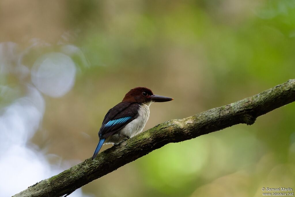 Martin-chasseur marron