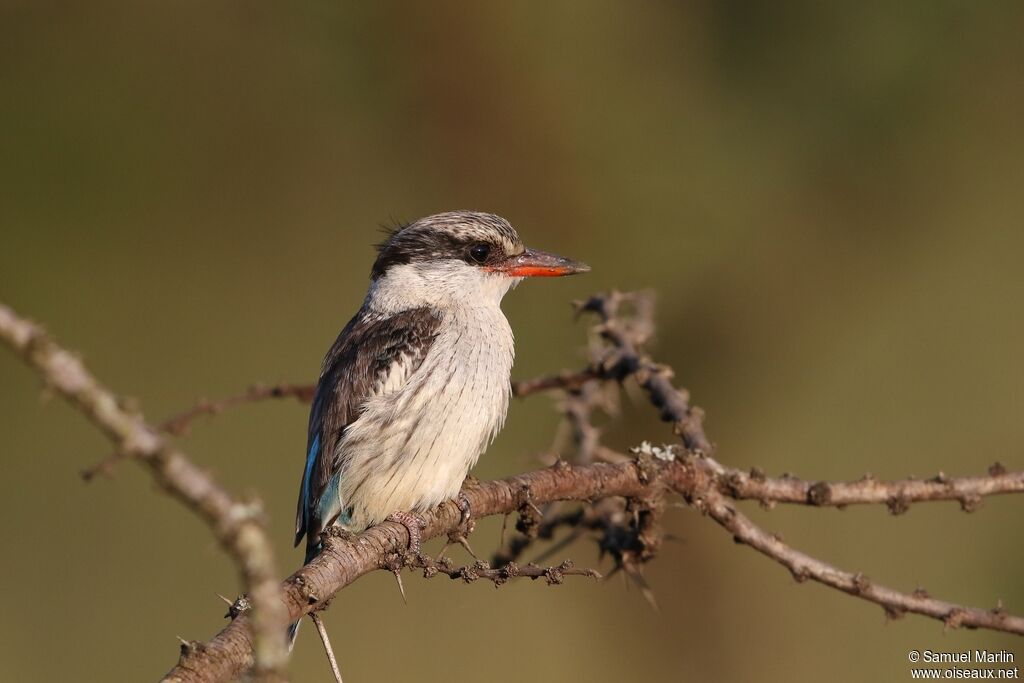 Striped Kingfisheradult