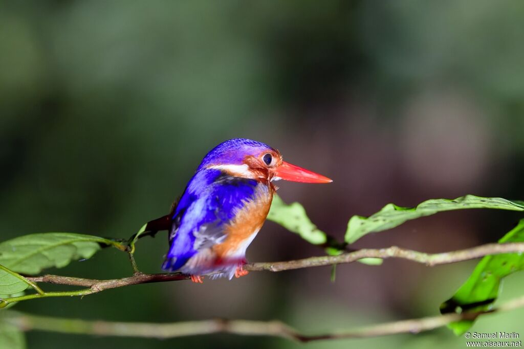 Martin-pêcheur à ventre blancadulte