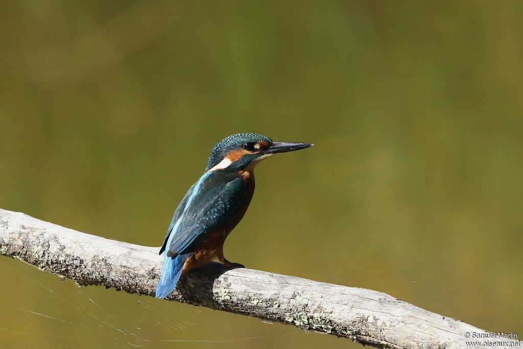 Martin-pêcheur d'Europeadulte
