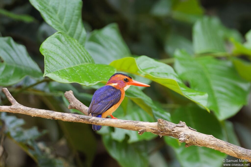 Martin-pêcheur pygméeadulte