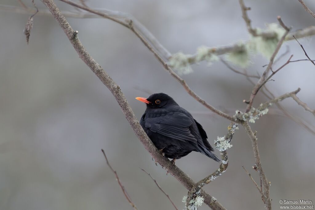 Merle noir mâle adulte