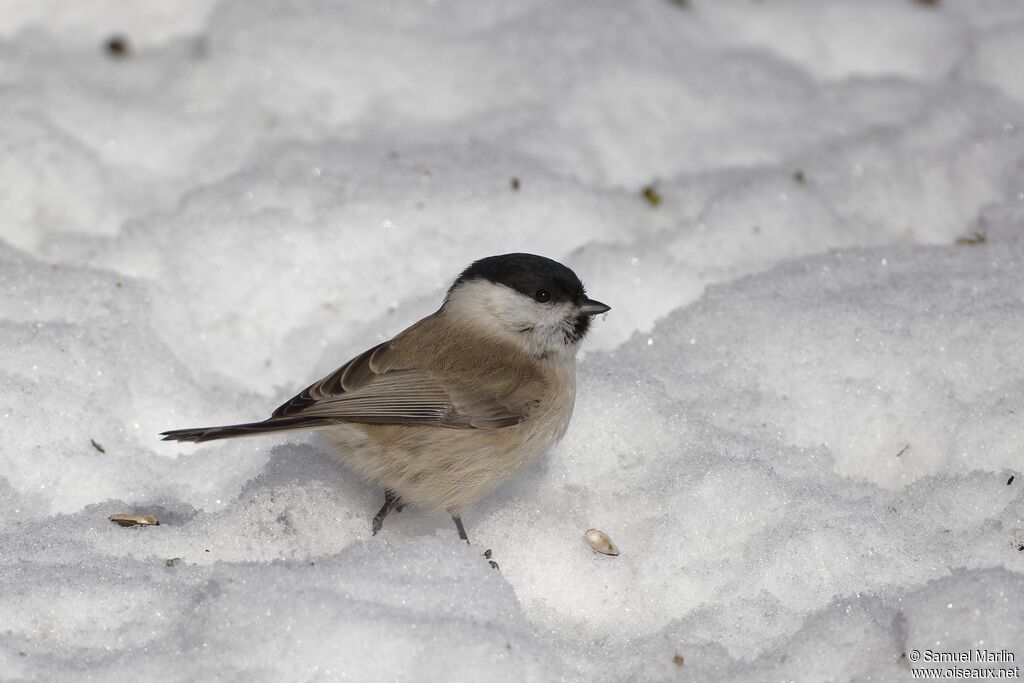 Mésange boréaleadulte