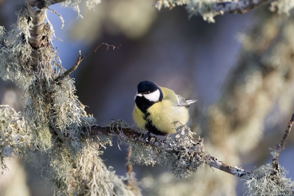 Mésange charbonnièreadulte