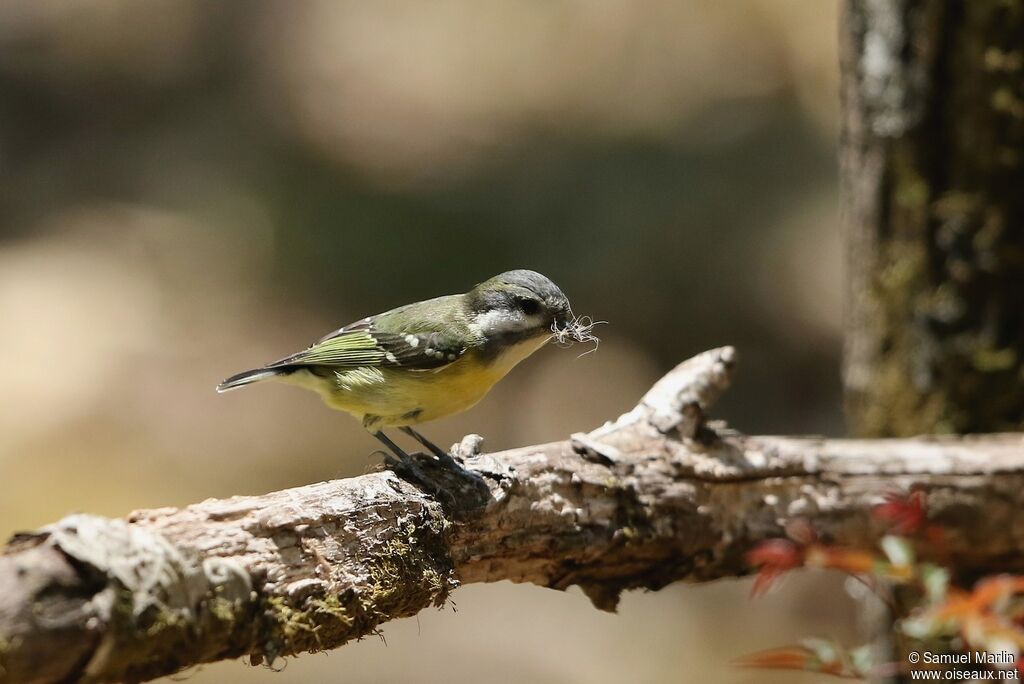 Mésange gracieuse femelle adulte