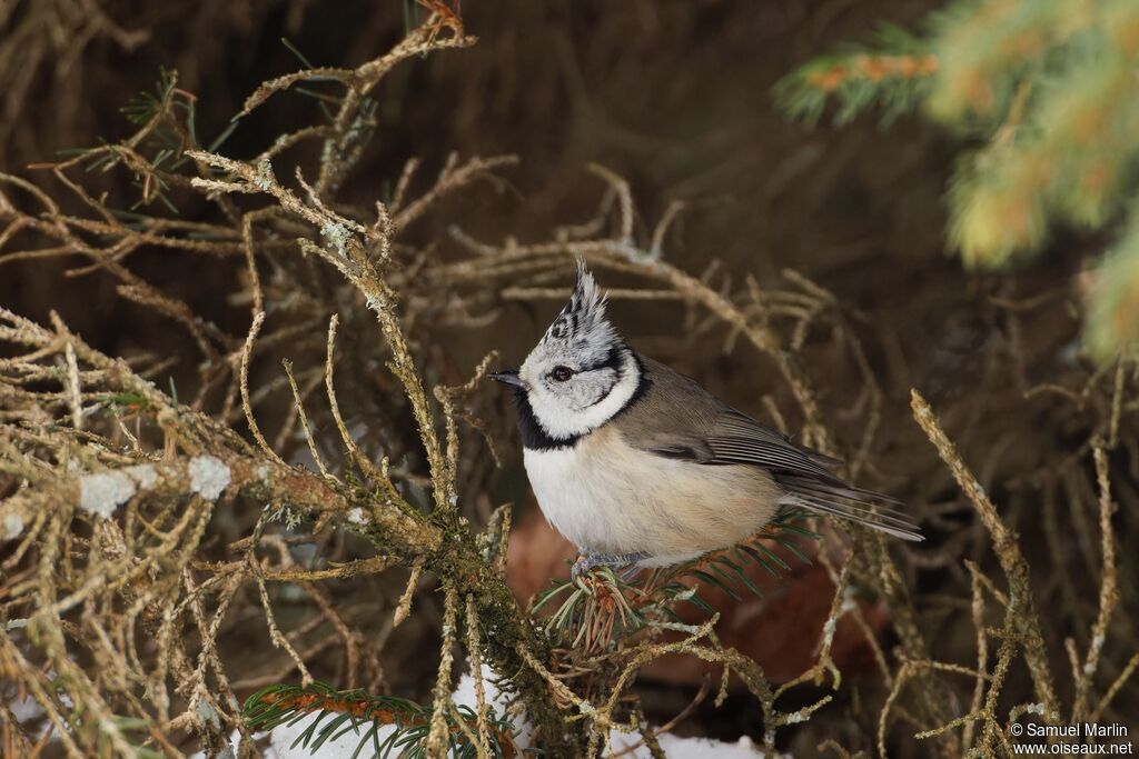 Mésange huppéeadulte