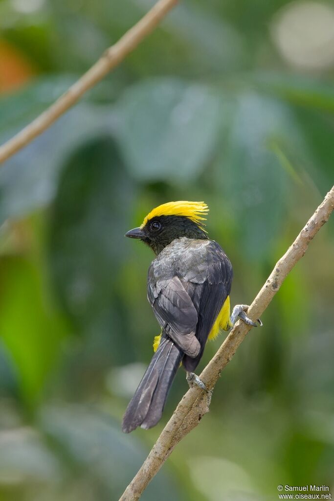 Mésange sultane mâle adulte