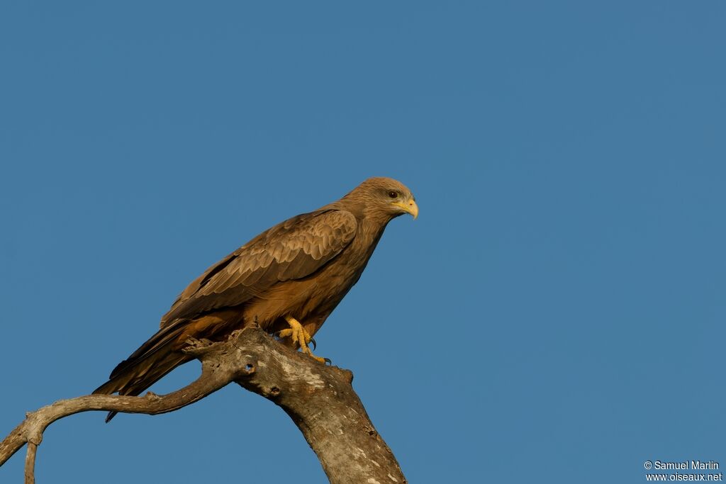 Yellow-billed Kite