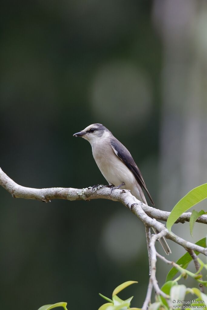 Minivet de Swinhoeadulte