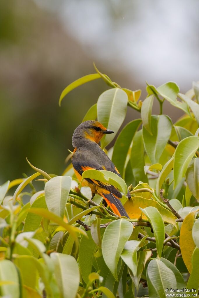 Minivet écarlateadulte
