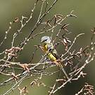 Minivet rouge