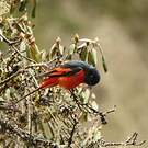 Minivet rouge