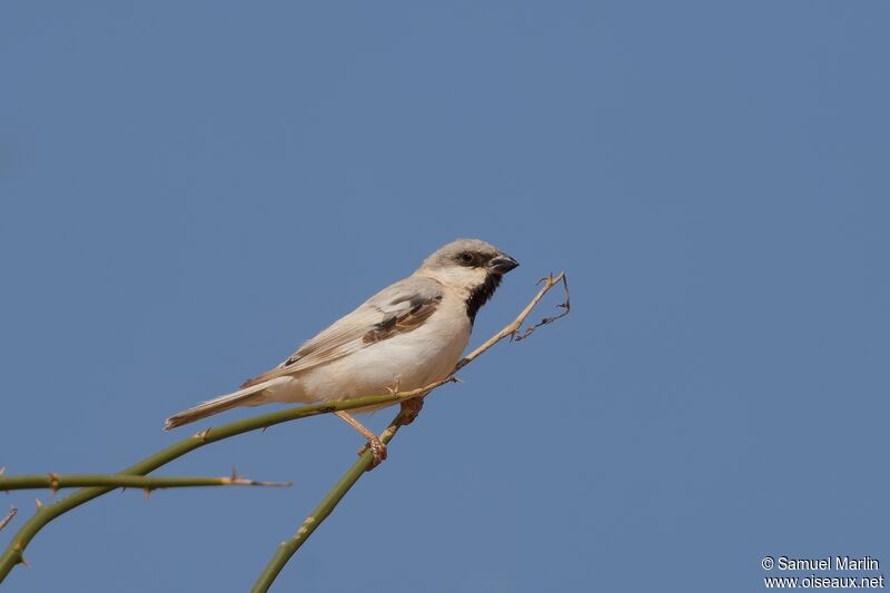 Moineau blancadulte