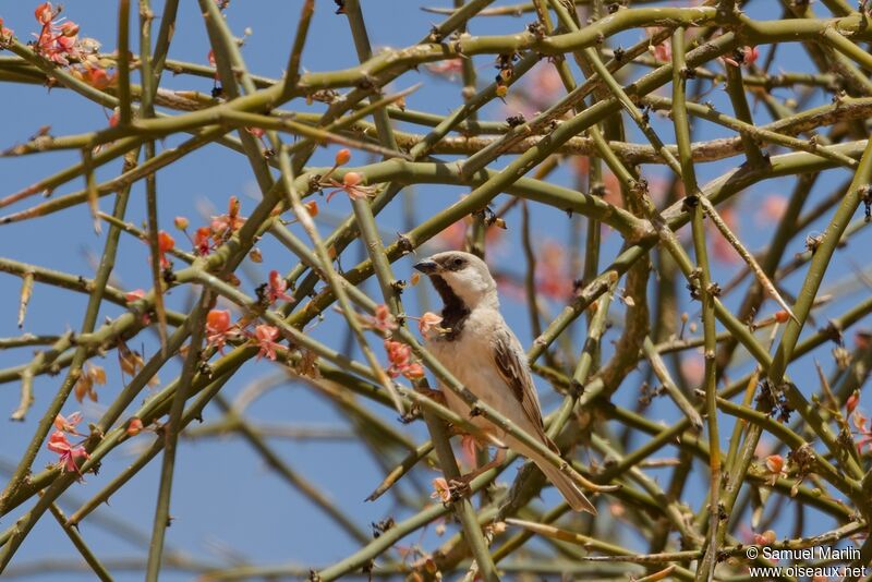 Moineau blancadulte