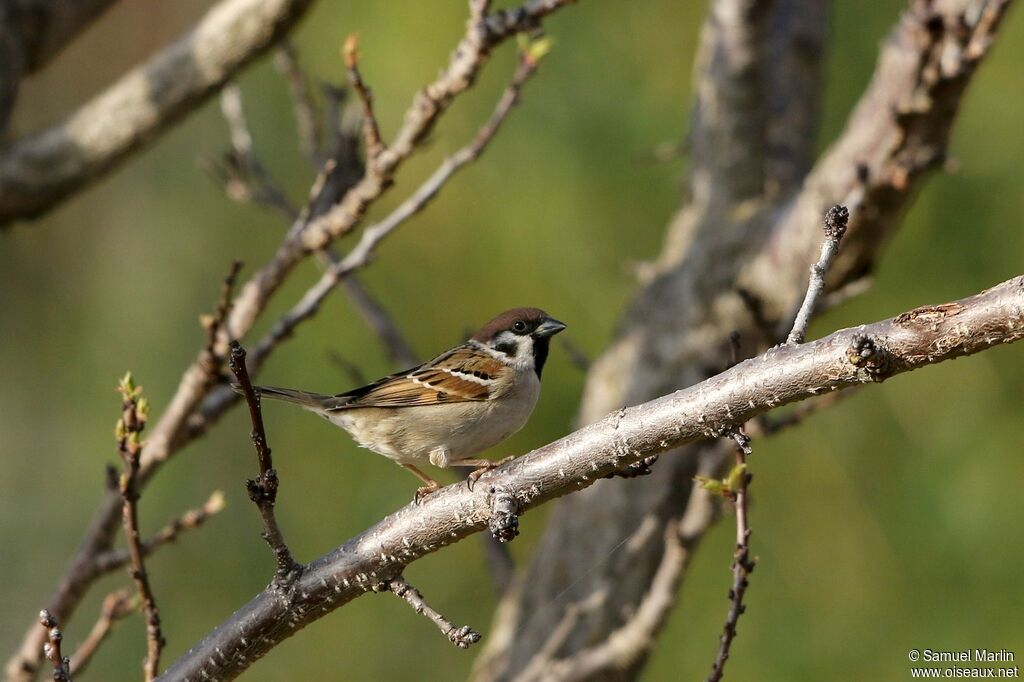 Moineau friquetadulte
