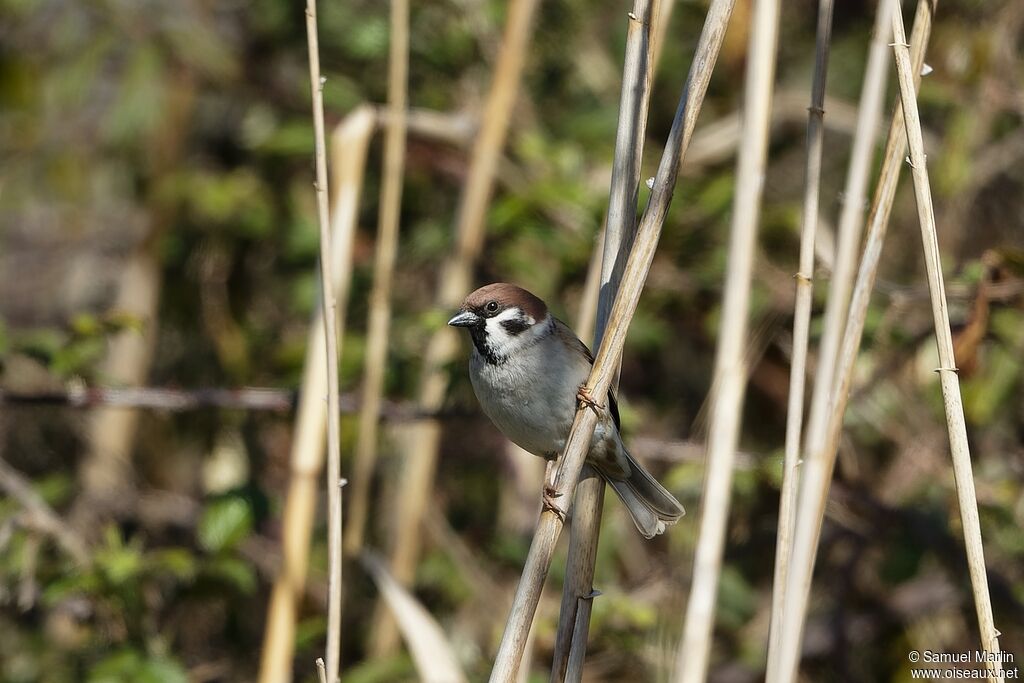 Eurasian Tree Sparrowadult