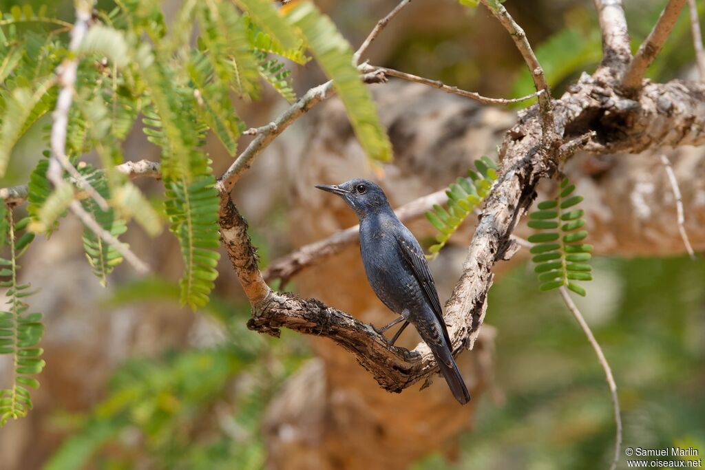 Blue Rock Thrush male adult