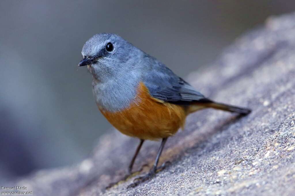 Forest Rock Thrush male adult, identification