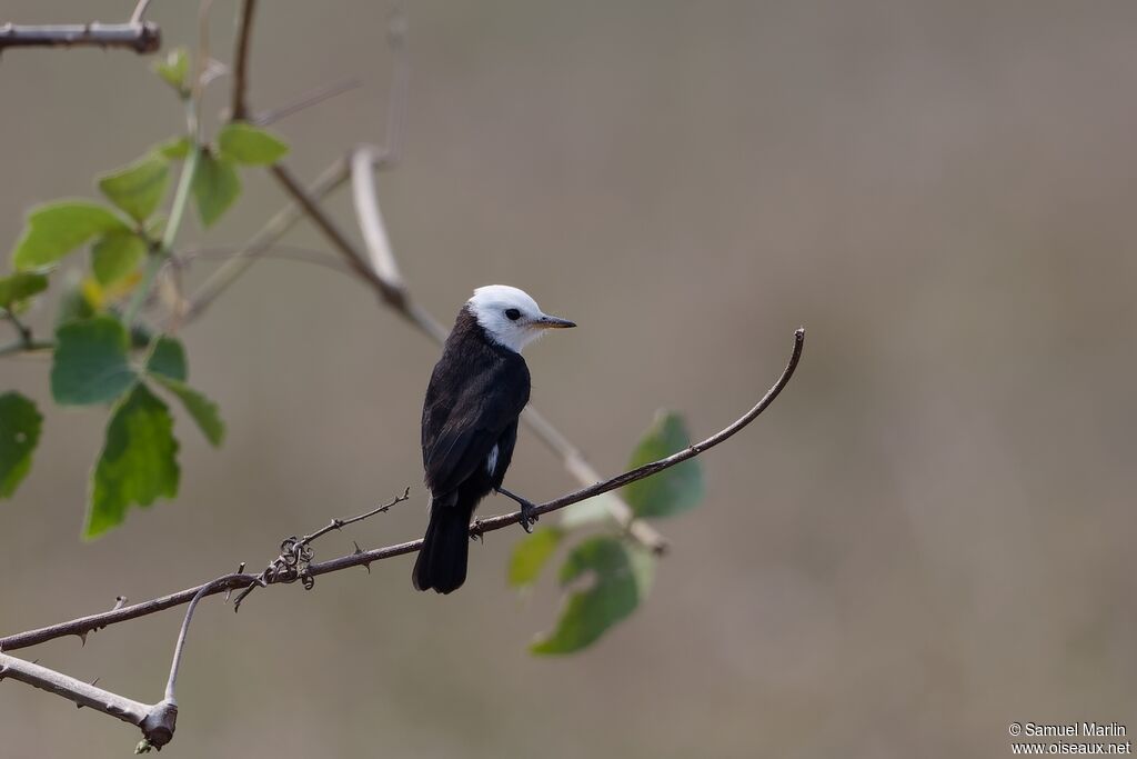 White-headed Marsh Tyrant male adult