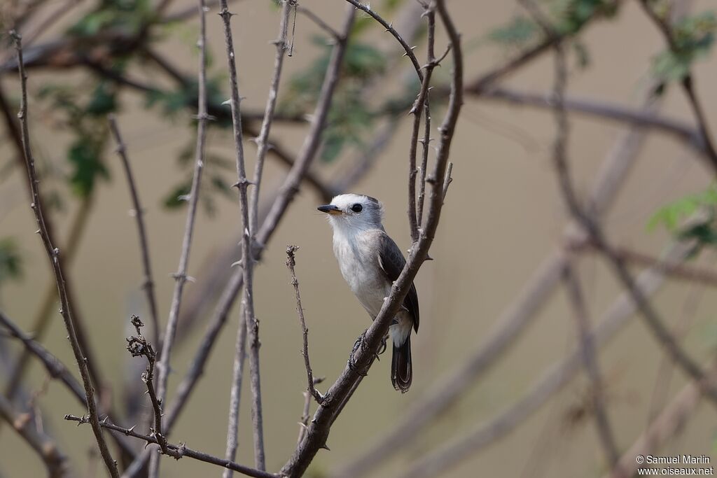 White-headed Marsh Tyrant female adult