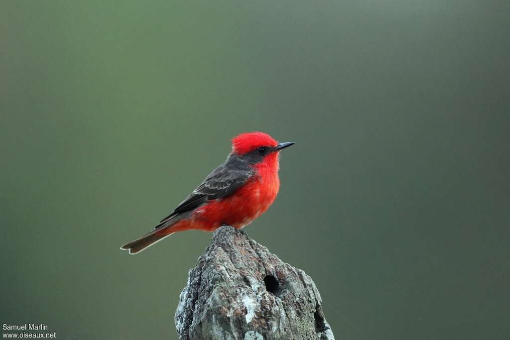 Scarlet Flycatcher male adult, identification