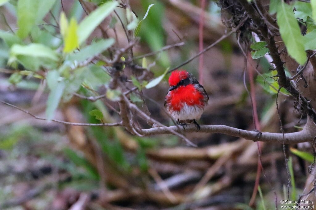 Scarlet Flycatcher male juvenile