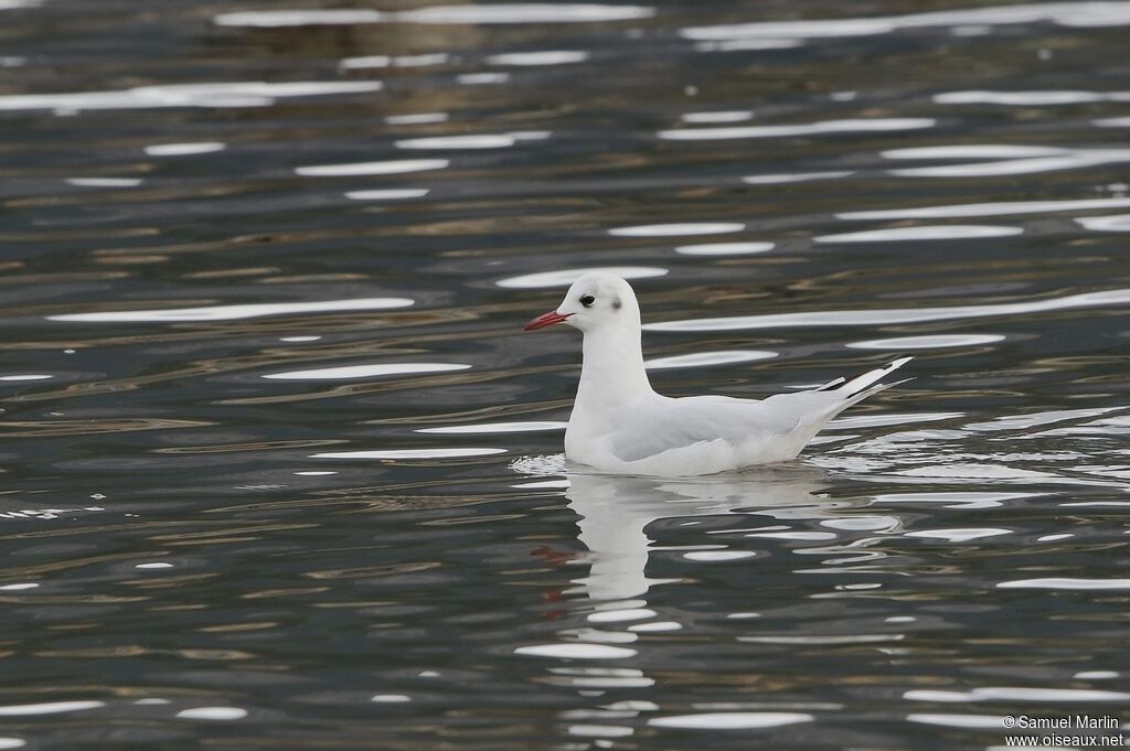 Brown-hooded Gulladult