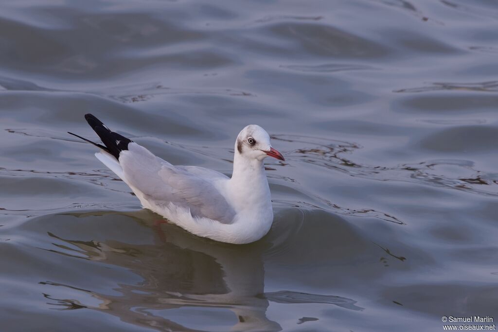 Mouette du Tibetadulte