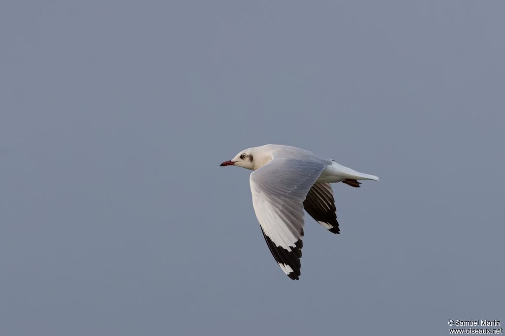 Mouette du Tibetadulte